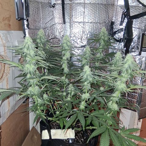 3 Critical Orange Punch growlog timeline photo
