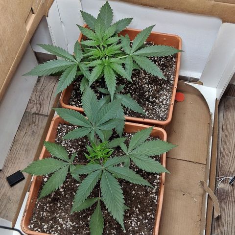2 Rainbow maker Bsf  growlog timeline photo