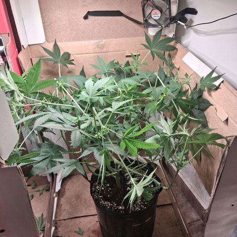 2 Egypto Indian seeds growlog timeline photo