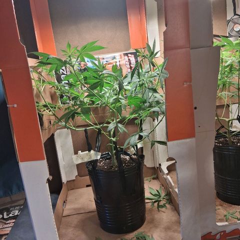 2 Egypto Indian seeds growlog timeline photo