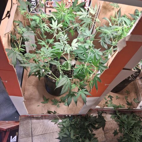 2 Egypto Indian seeds growlog timeline photo
