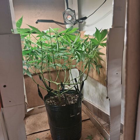 2 Egypto Indian seeds growlog timeline photo
