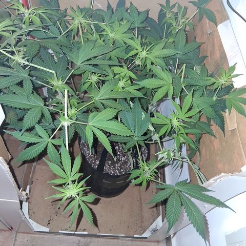 2 Egypto Indian seeds growlog timeline photo