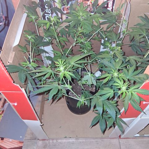 2 Egypto Indian seeds growlog timeline photo
