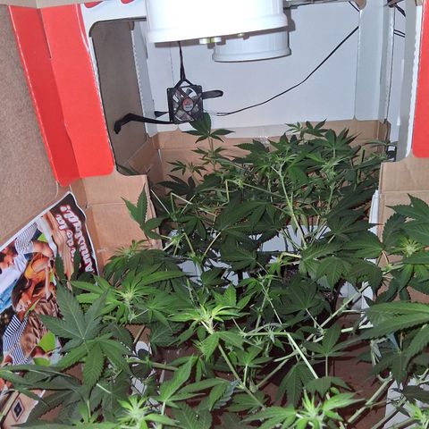 2 Egypto Indian seeds growlog timeline photo