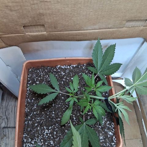 2 Rainbow maker Bsf  growlog timeline photo