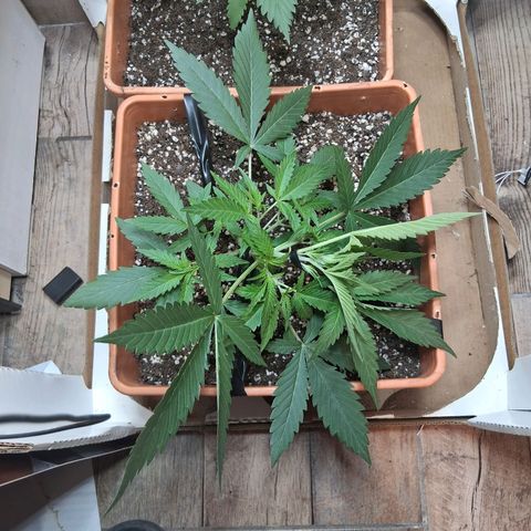 2 Rainbow maker Bsf  growlog timeline photo