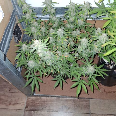 2 Auto Power Plant growlog timeline photo