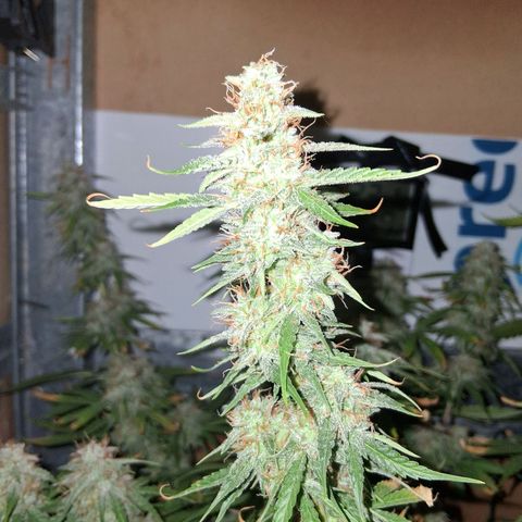 2 Auto Power Plant growlog timeline photo