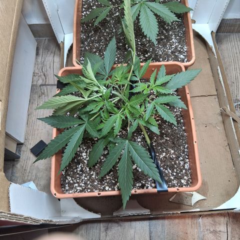 2 Rainbow maker Bsf  growlog timeline photo
