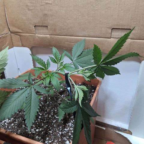 2 Rainbow maker Bsf  growlog timeline photo