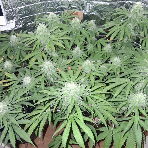 3 Critical Orange Punch growlog timeline photo