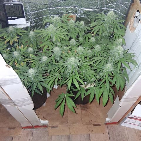 3 Critical Orange Punch growlog timeline photo