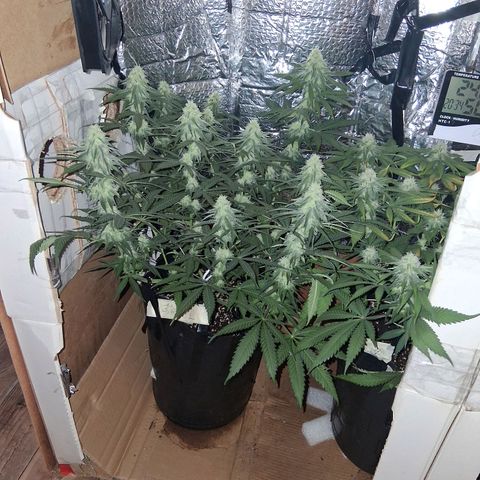 3 Critical Orange Punch growlog timeline photo