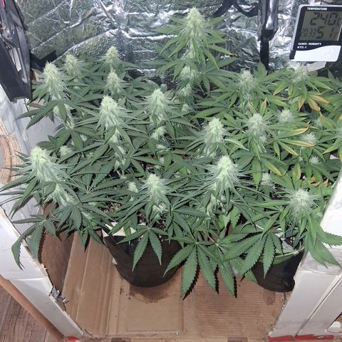 3 Critical Orange Punch growlog timeline photo