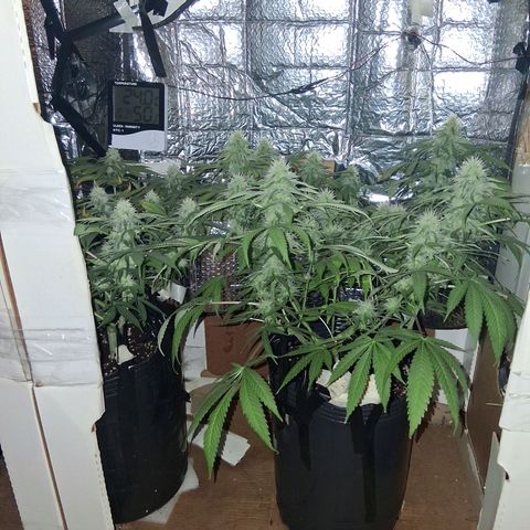 3 Critical Orange Punch growlog timeline photo
