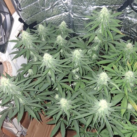 3 Critical Orange Punch growlog timeline photo