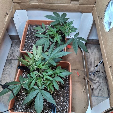 2 Rainbow maker Bsf  growlog timeline photo