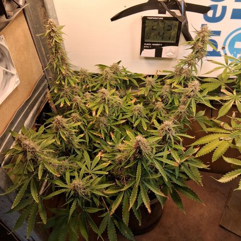 2 Auto Power Plant growlog timeline photo