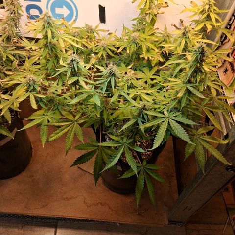 2 Auto Power Plant growlog timeline photo
