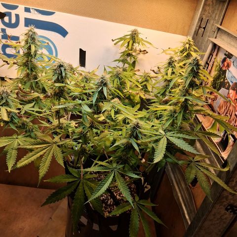 2 Auto Power Plant growlog timeline photo
