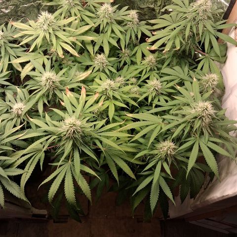 3 Critical Orange Punch growlog timeline photo