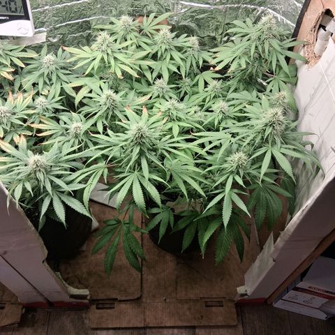 3 Critical Orange Punch growlog timeline photo