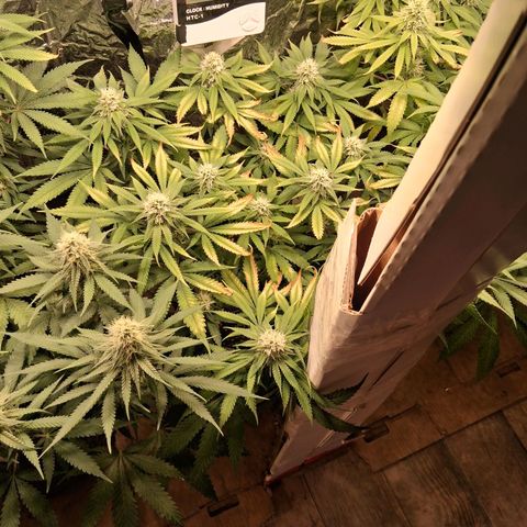 3 Critical Orange Punch growlog timeline photo