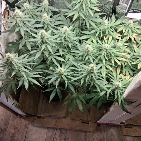 3 Critical Orange Punch growlog timeline photo