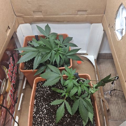 2 Rainbow maker Bsf  growlog photo: desp del riego con shanti