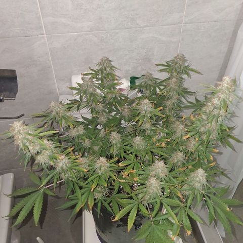 2 Auto Power Plant growlog photo: La power plant 1 quedo en drenaje 5.7 y ec 0.540 ! 