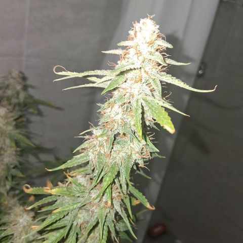 2 Auto Power Plant growlog photo: La power plant 1 quedo en drenaje 5.7 y ec 0.540 ! 