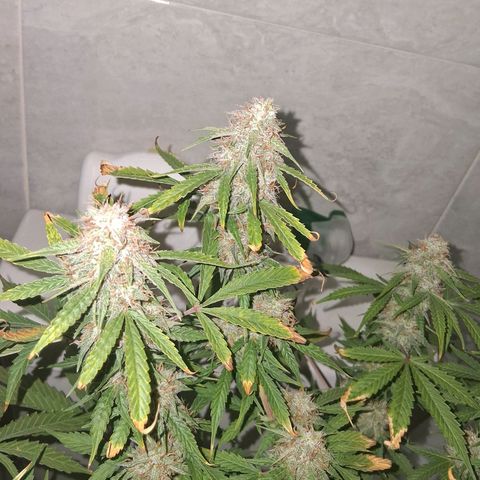 2 Auto Power Plant growlog photo: La power plant 1 quedo en drenaje 5.7 y ec 0.540 ! 