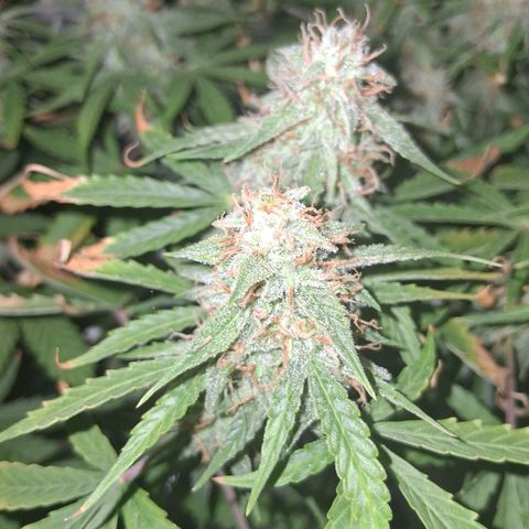 2 Auto Power Plant growlog photo: La power plant 1 quedo en drenaje 5.7 y ec 0.540 ! 