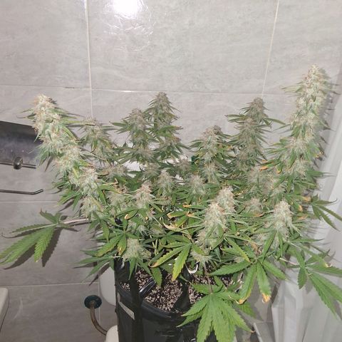 2 Auto Power Plant growlog photo: La power plant 1 quedo en drenaje 5.7 y ec 0.540 ! 