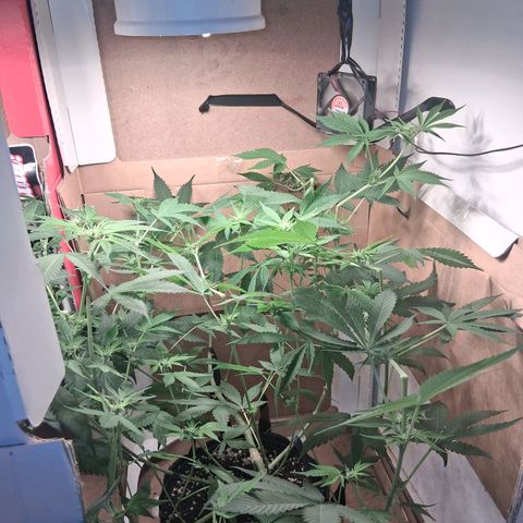 2 Egypto Indian seeds growlog timeline photo
