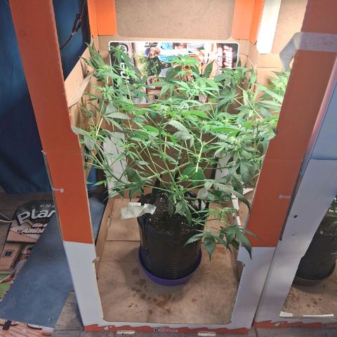 2 Egypto Indian seeds growlog timeline photo