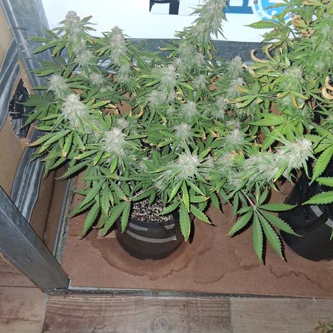 2 Auto Power Plant growlog timeline photo