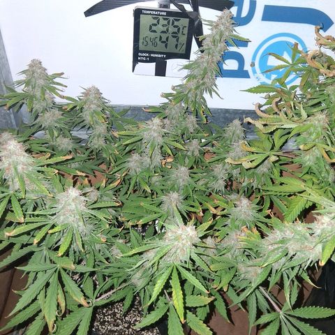 2 Auto Power Plant growlog timeline photo