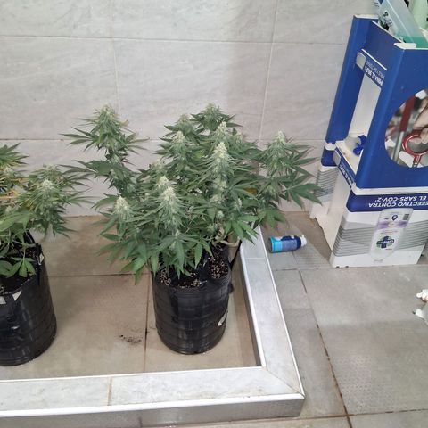 3 Critical Orange Punch growlog photo: se riega tratando de ajustar el ph drenan en 5.6 no esta pudiendo absorver bien nutrientes de flora claramente.. veremos