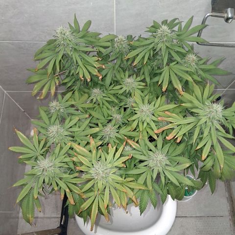 3 Critical Orange Punch growlog photo: se riega tratando de ajustar el ph drenan en 5.6 no esta pudiendo absorver bien nutrientes de flora claramente.. veremos