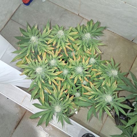 3 Critical Orange Punch growlog photo: se riega tratando de ajustar el ph drenan en 5.6 no esta pudiendo absorver bien nutrientes de flora claramente.. veremos