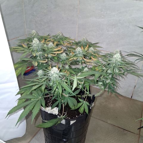 3 Critical Orange Punch growlog photo: se riega tratando de ajustar el ph drenan en 5.6 no esta pudiendo absorver bien nutrientes de flora claramente.. veremos