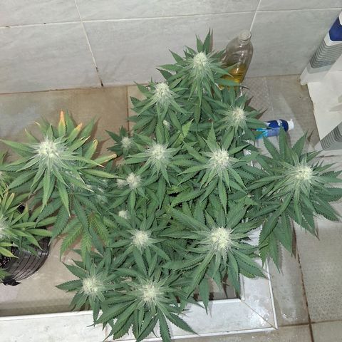 3 Critical Orange Punch growlog photo: se riega tratando de ajustar el ph drenan en 5.6 no esta pudiendo absorver bien nutrientes de flora claramente.. veremos