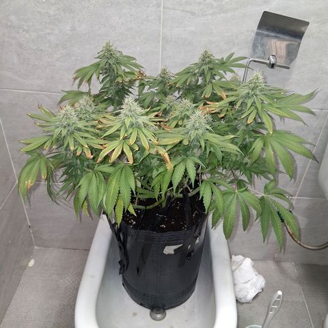3 Critical Orange Punch growlog photo: se riega tratando de ajustar el ph drenan en 5.6 no esta pudiendo absorver bien nutrientes de flora claramente.. veremos