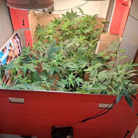 2 Egypto Indian seeds growlog photo: Se ponen los 4 focos galponeras e el indor de las egypto 