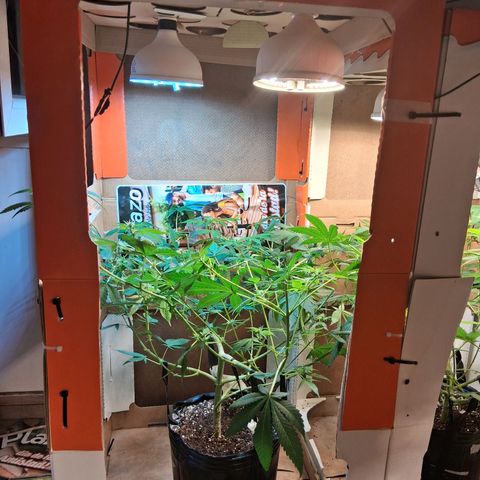 2 Egypto Indian seeds growlog photo: Se ponen los 4 focos galponeras e el indor de las egypto 