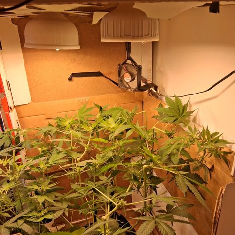 2 Egypto Indian seeds growlog photo: Se ponen los 4 focos galponeras e el indor de las egypto 