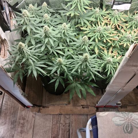 3 Critical Orange Punch growlog photo: 23.30 hs