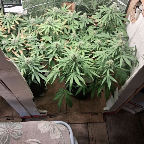 3 Critical Orange Punch growlog photo: 23.30 hs